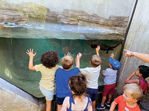 Multiple children at glass window looking at swimming otter