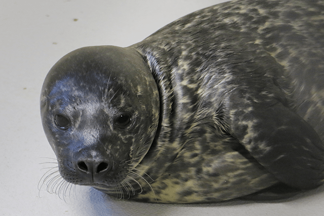 close up of seal pup born on Aug 20, 2019 at Blank Park Zoo