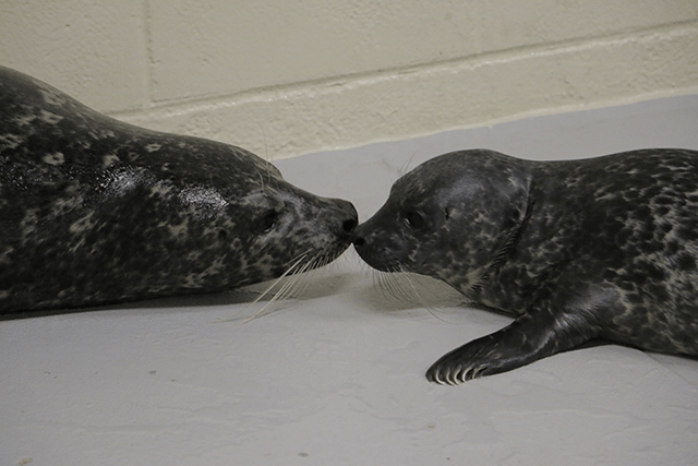 Meru the seal and her pup, nose to nose