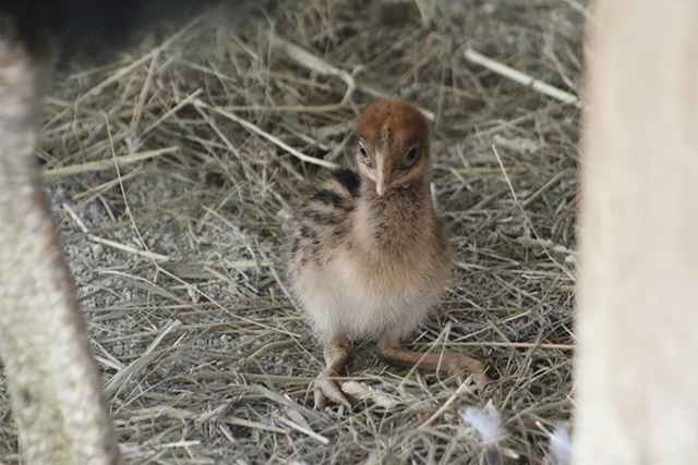 Cassowary Chick