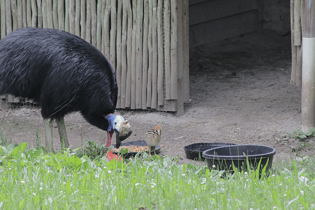 Cassowary Chick with Dad