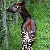 Okapi at Blank Park Zoo