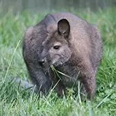 Wallaby eating grass