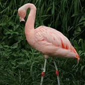 Flamingo near vegitation