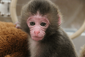 Japanese Macaque born on June 3