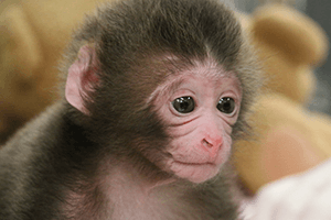 Japanese Macaque born on June 3
