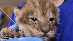 Lion Cubs born at Blank Park Zoo