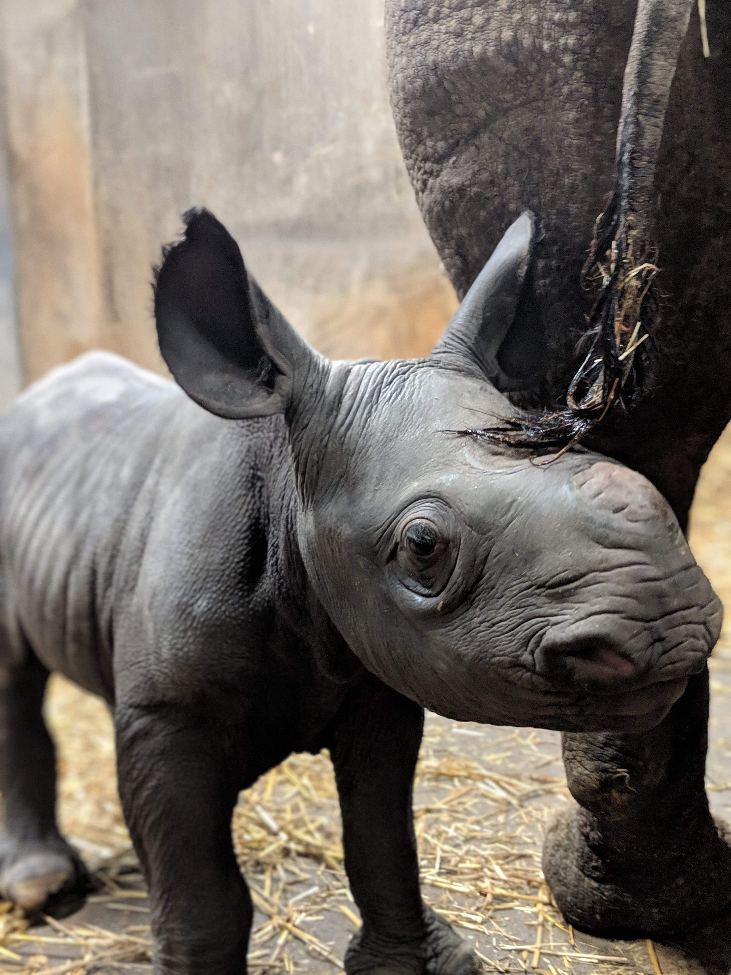 female rhino calf born at Blank Park Zoo on April 5, 2019