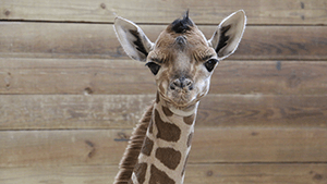 View post titled Giraffe Calf Born at Blank Park Zoo