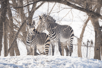 Zebras on the Mountain